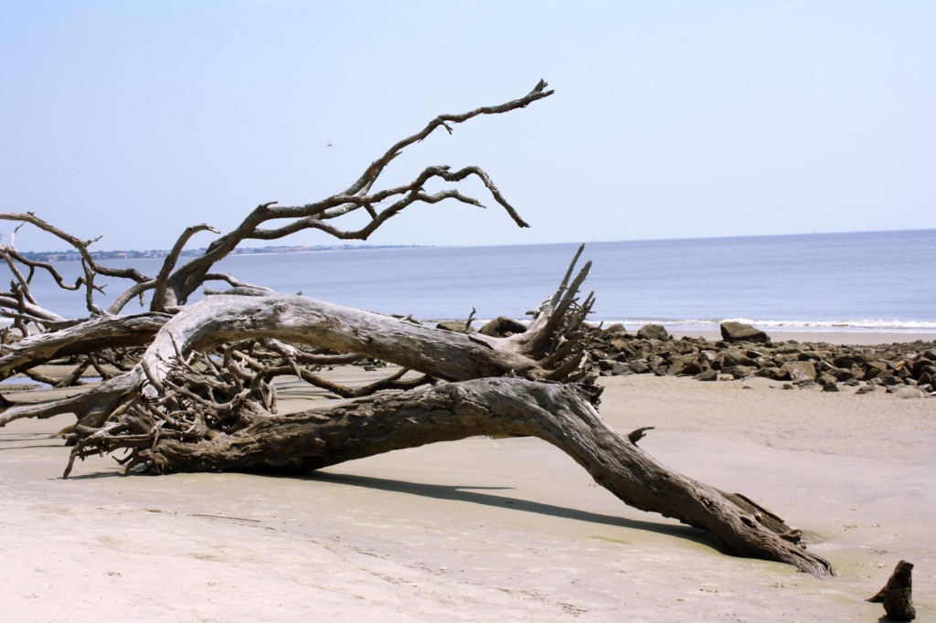 Driftwood Beach, Jekyl Island, GA