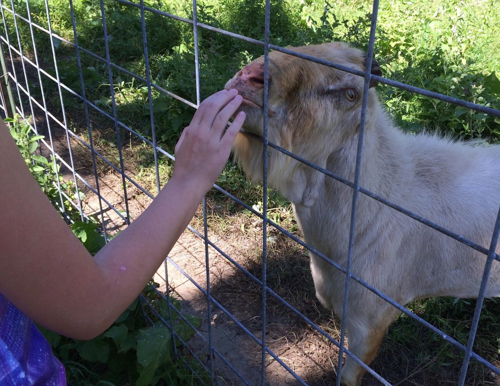 Goats love to eat burdock.