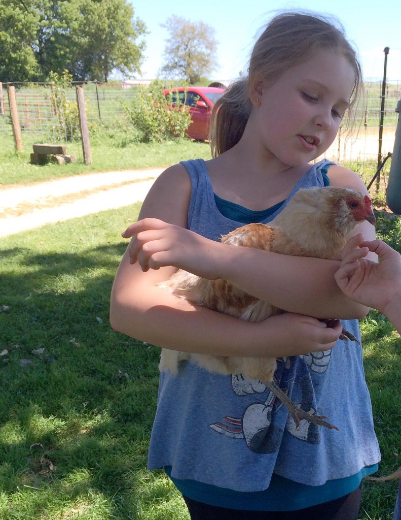 Kids love to hold chickens.